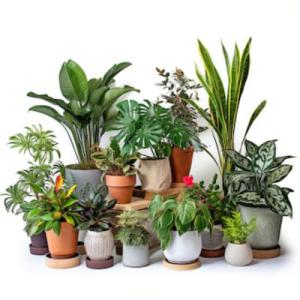 icon Indoor plants