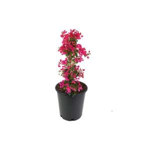 Bouganbilliya red