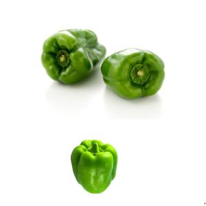 capsicum